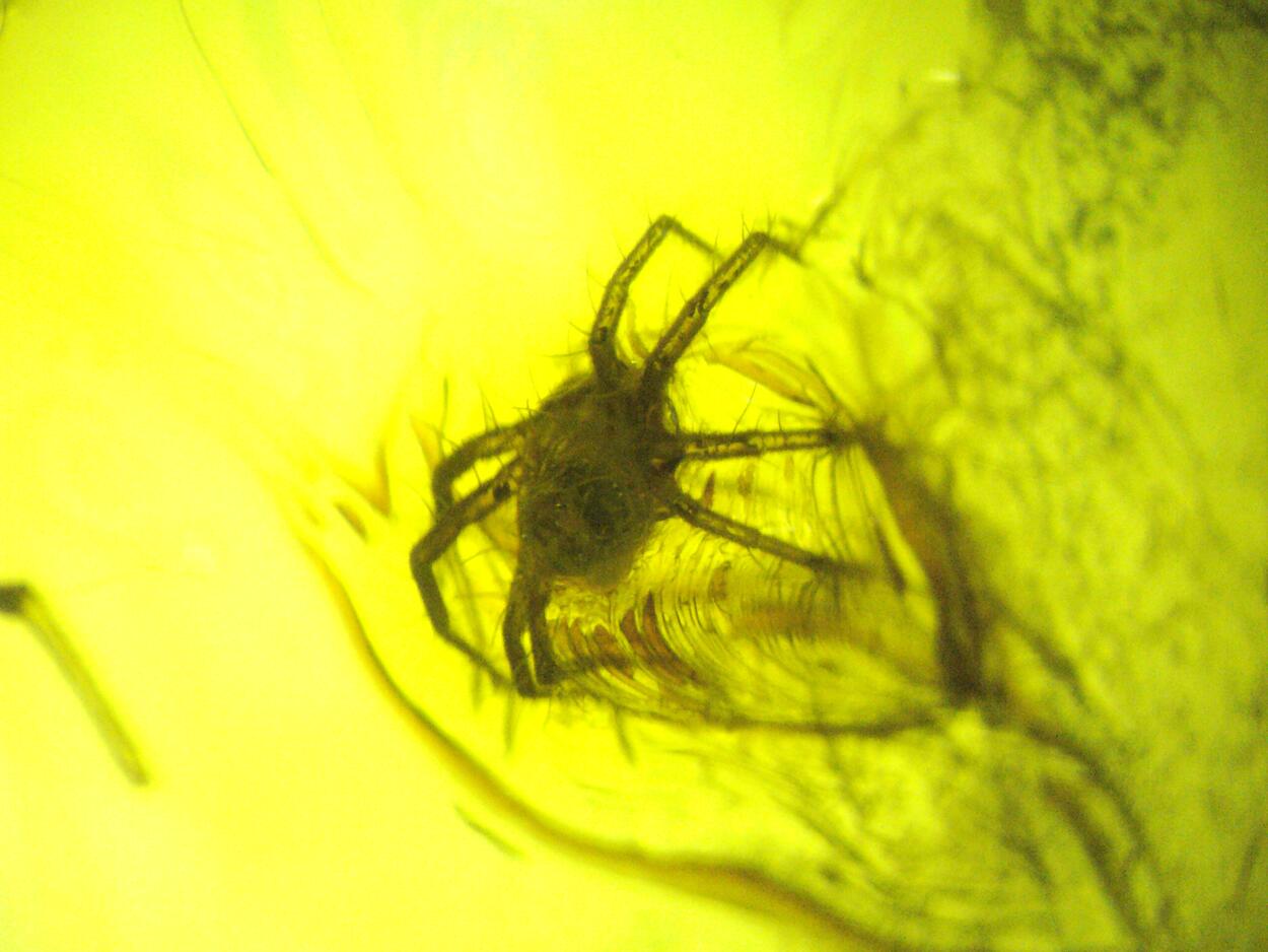 Amber With Inclusions