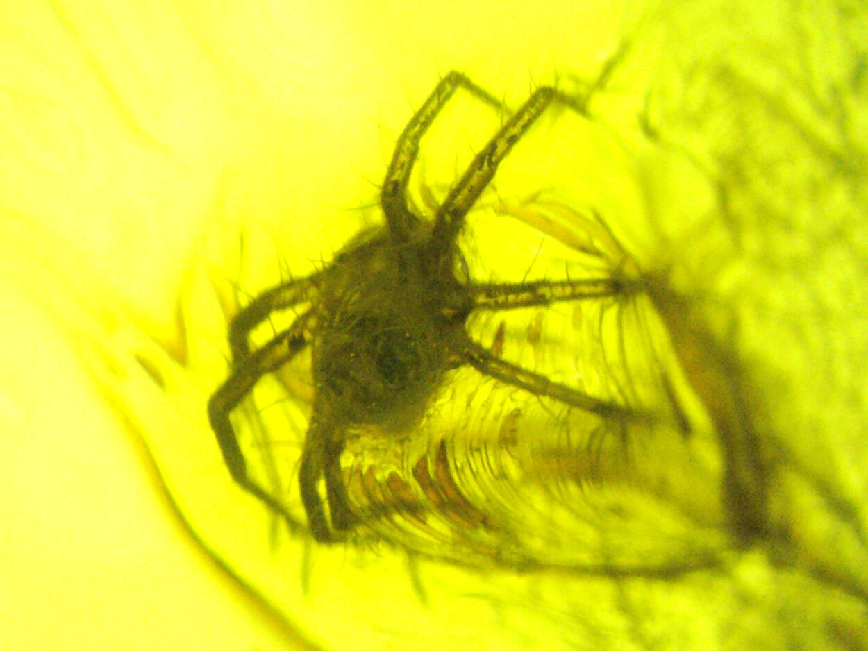 Amber With Inclusions