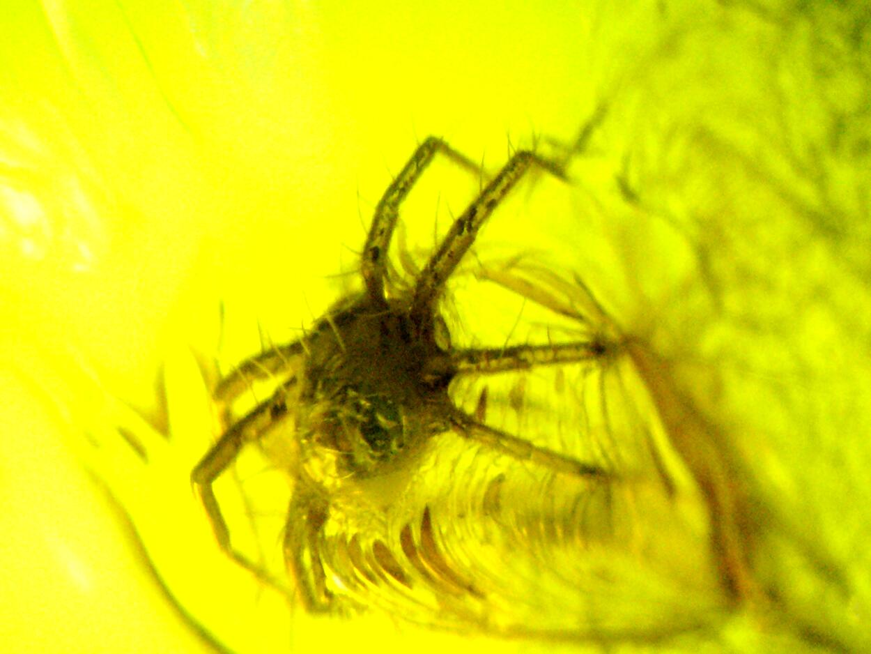 Amber With Inclusions