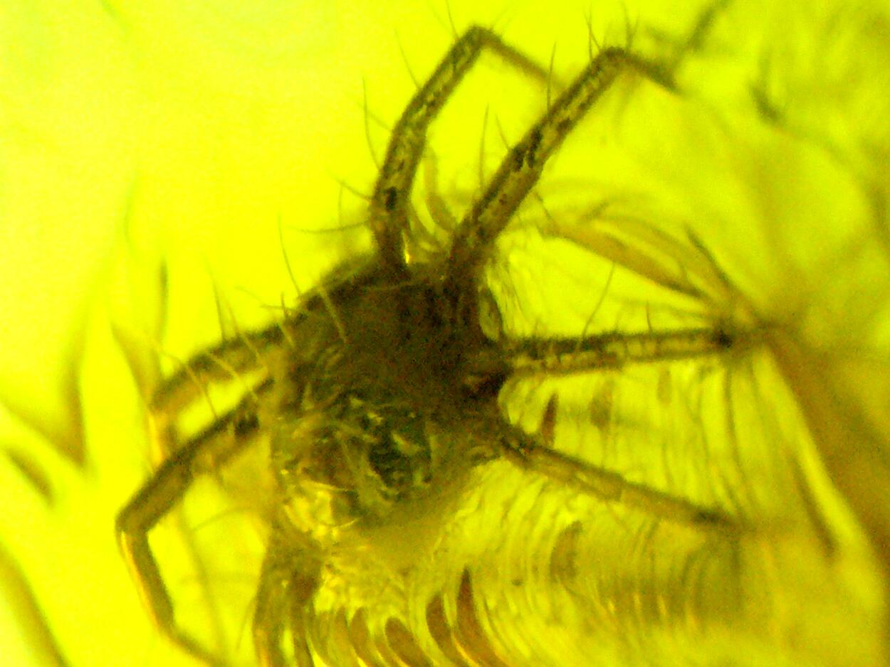 Amber With Inclusions