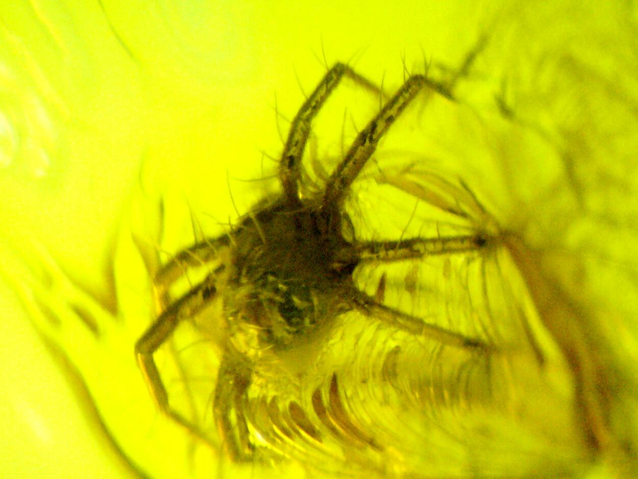 Amber With Inclusions