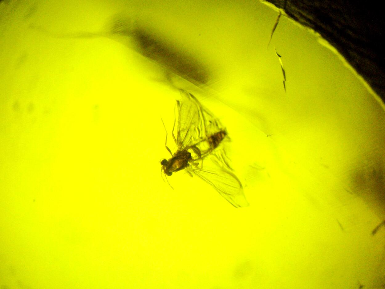 Amber With Inclusions