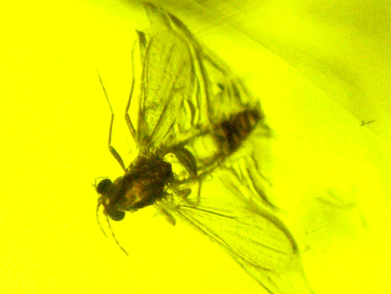 Amber With Inclusions