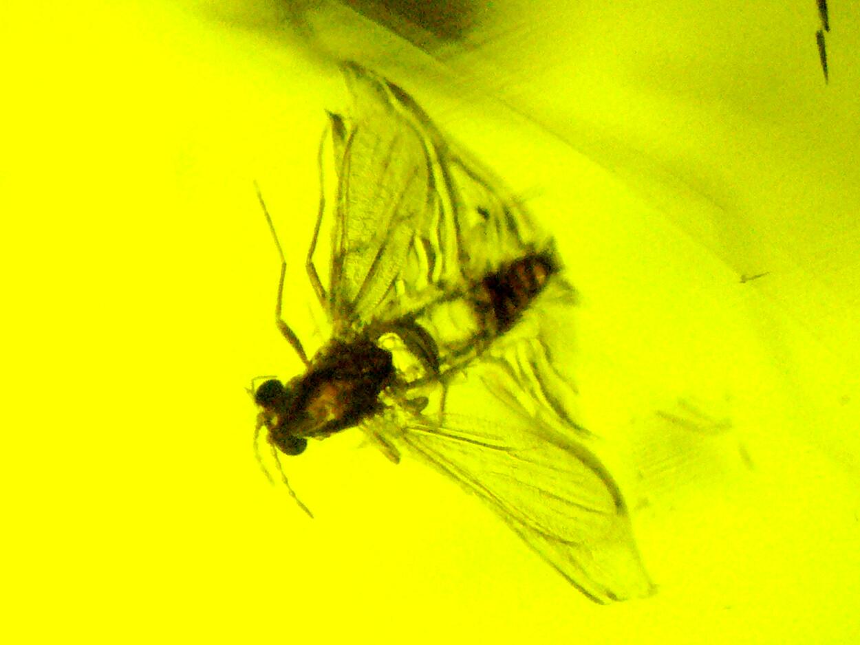 Amber With Inclusions