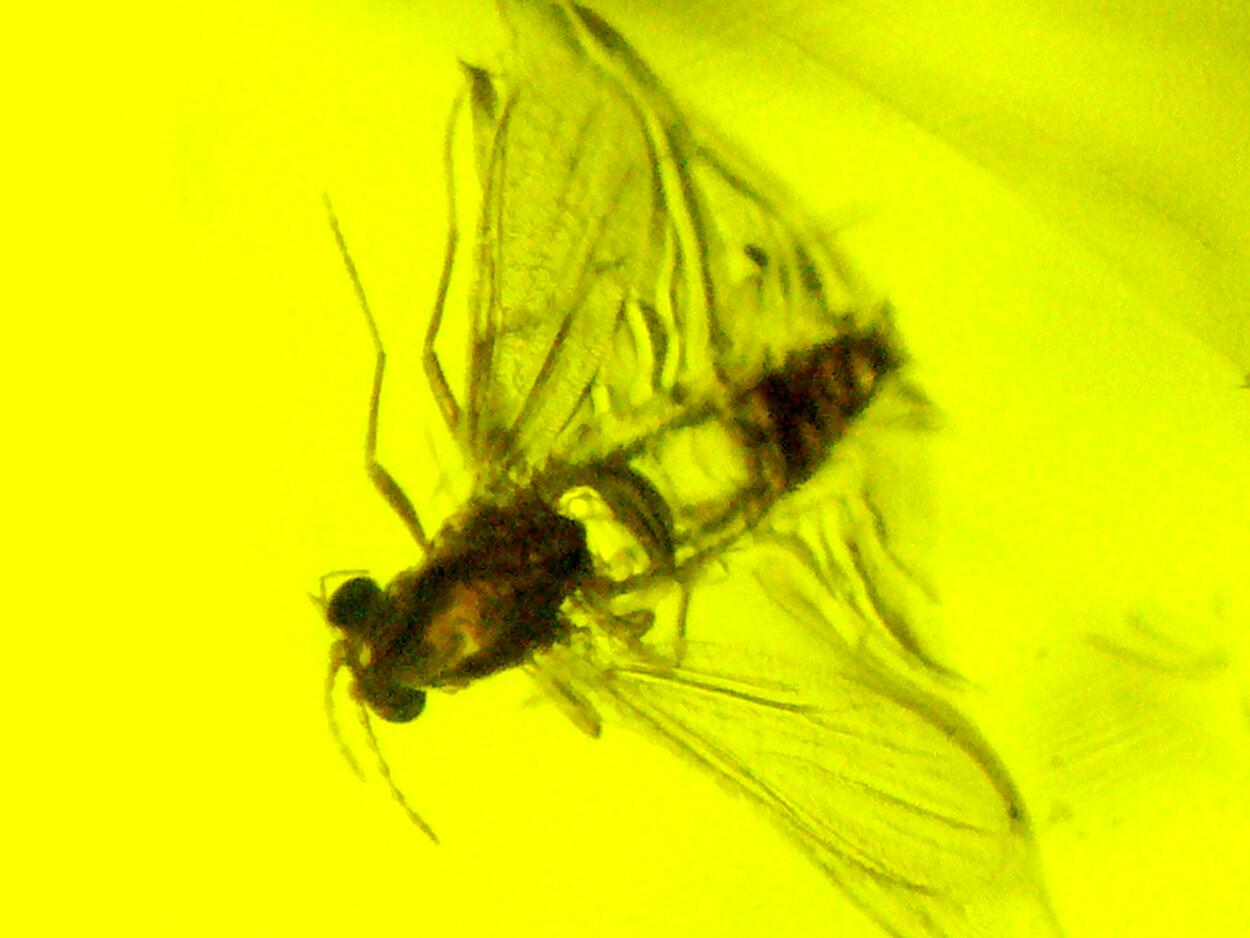 Amber With Inclusions