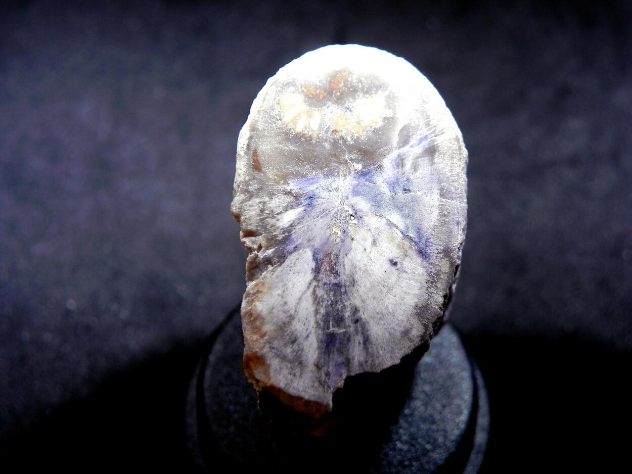 Fluorite & Quartz Psm Petrified Wood