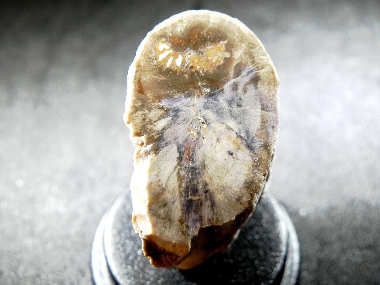 Fluorite & Quartz Psm Petrified Wood