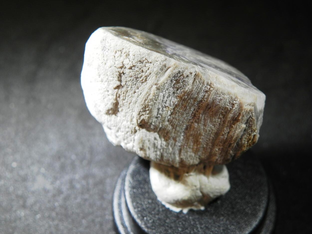 Fluorite & Quartz Psm Petrified Wood