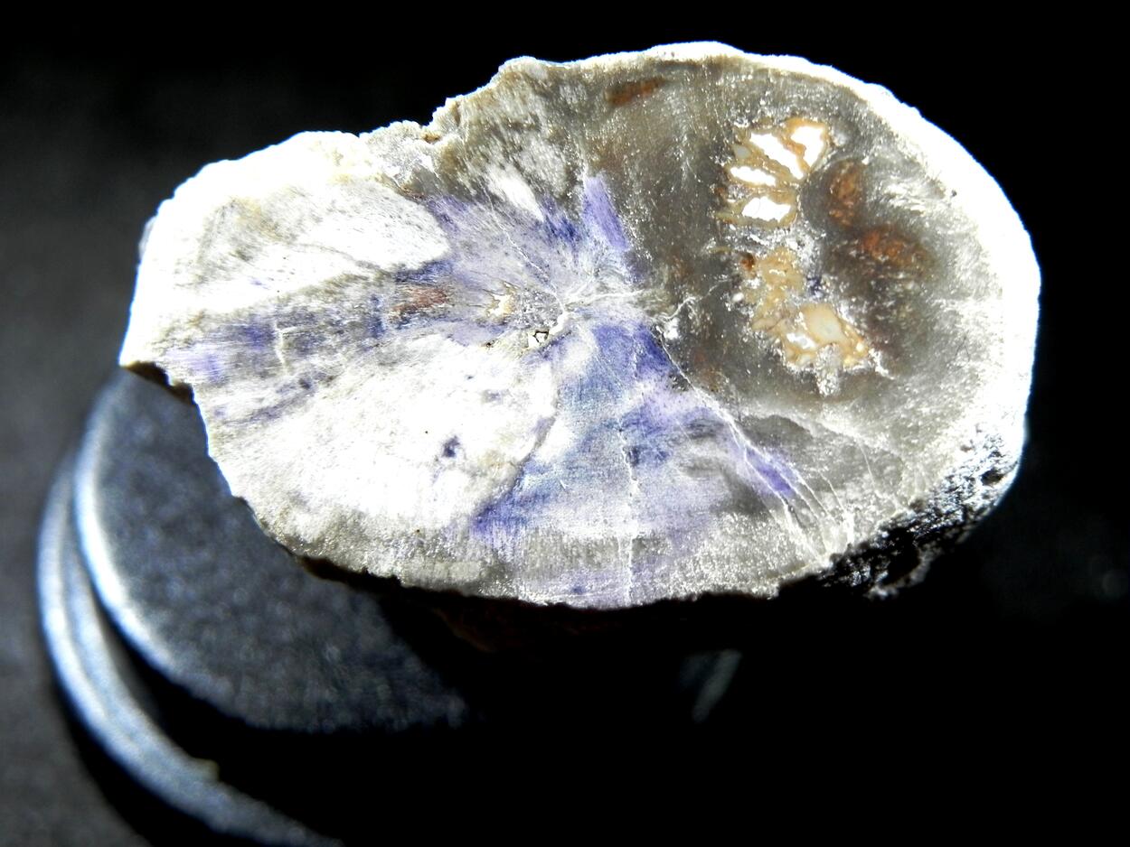 Fluorite & Quartz Psm Petrified Wood