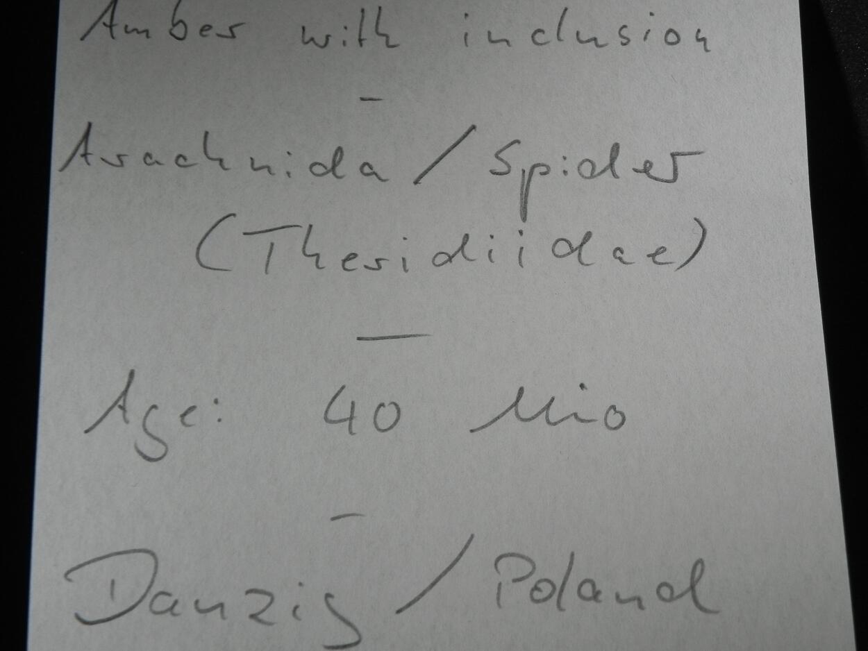 Amber With Inclusions