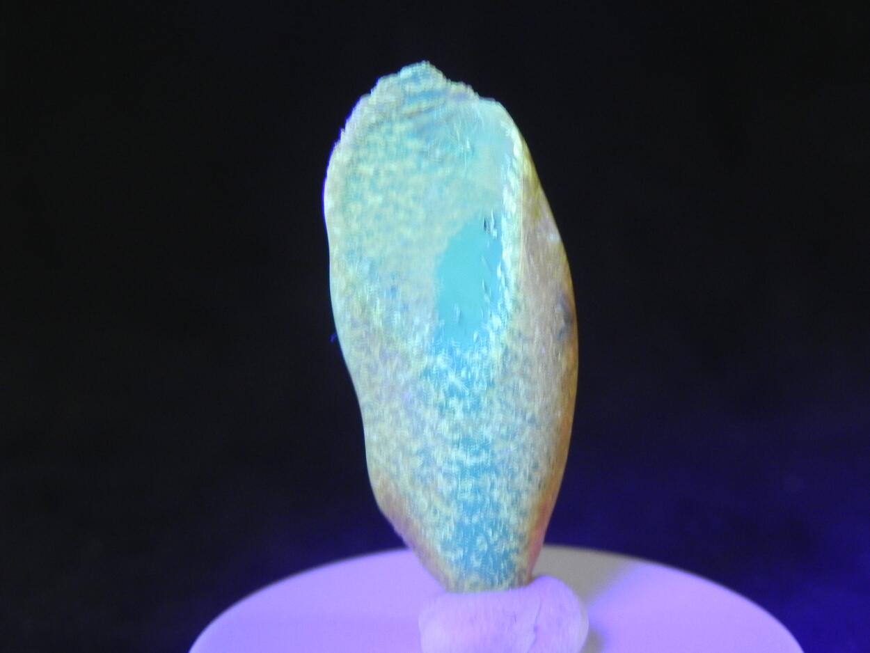 Amber With Inclusions