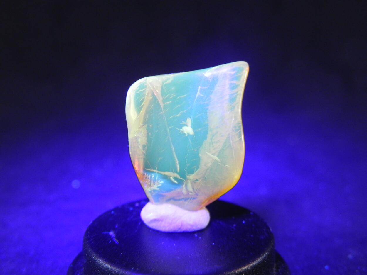 Amber With Inclusions