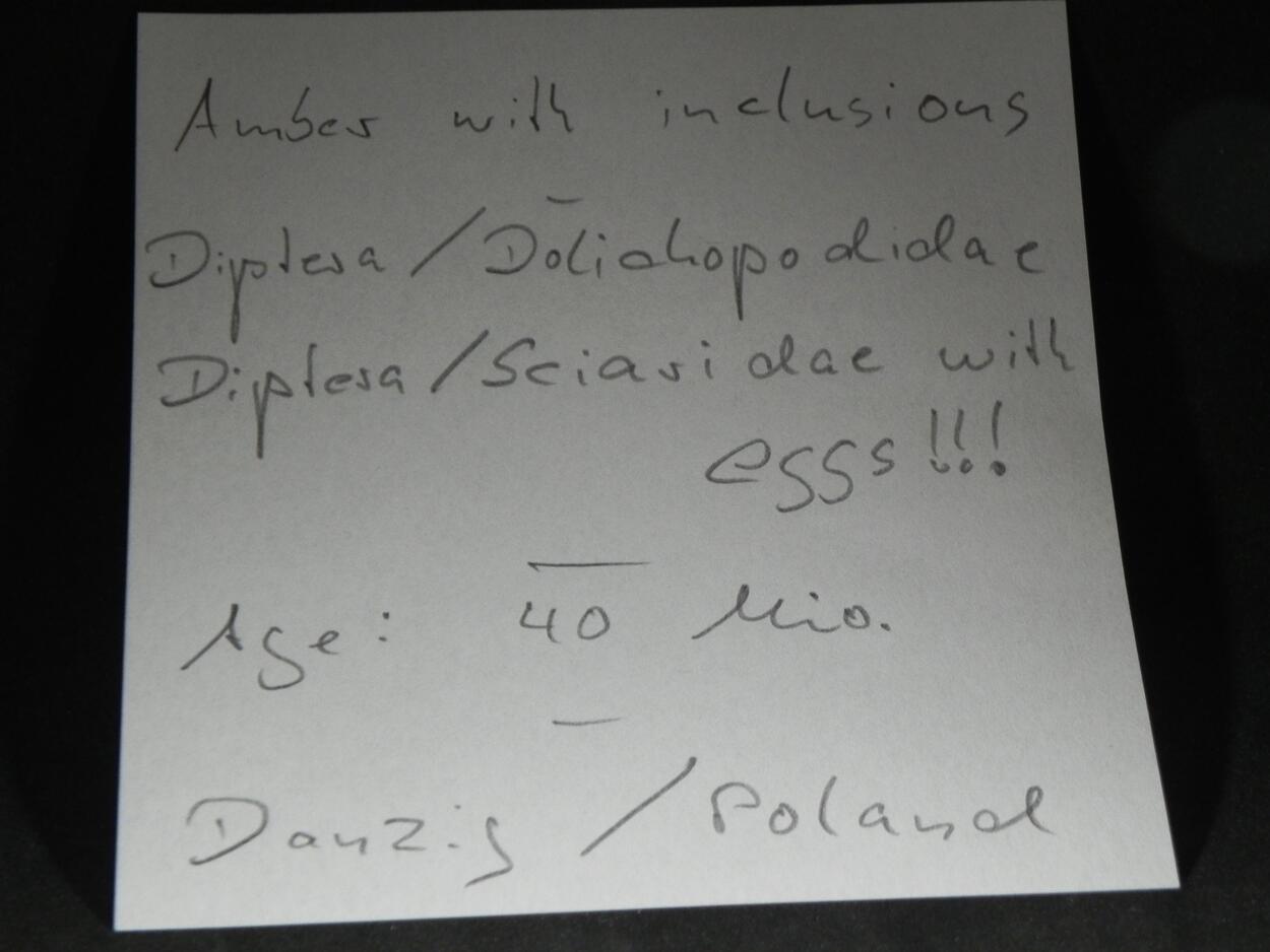 Amber With Inclusions