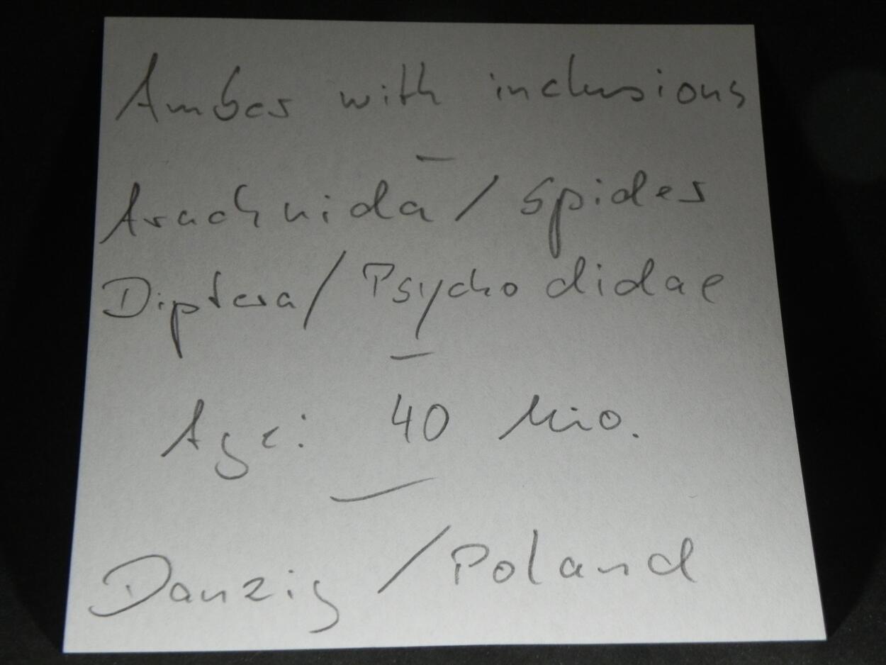 Amber With Inclusions