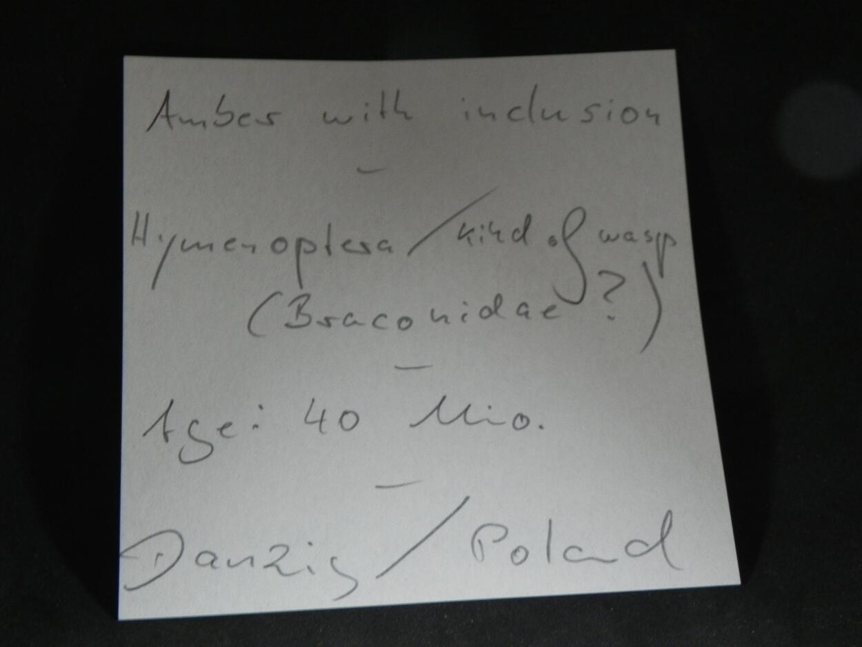 Amber With Inclusions