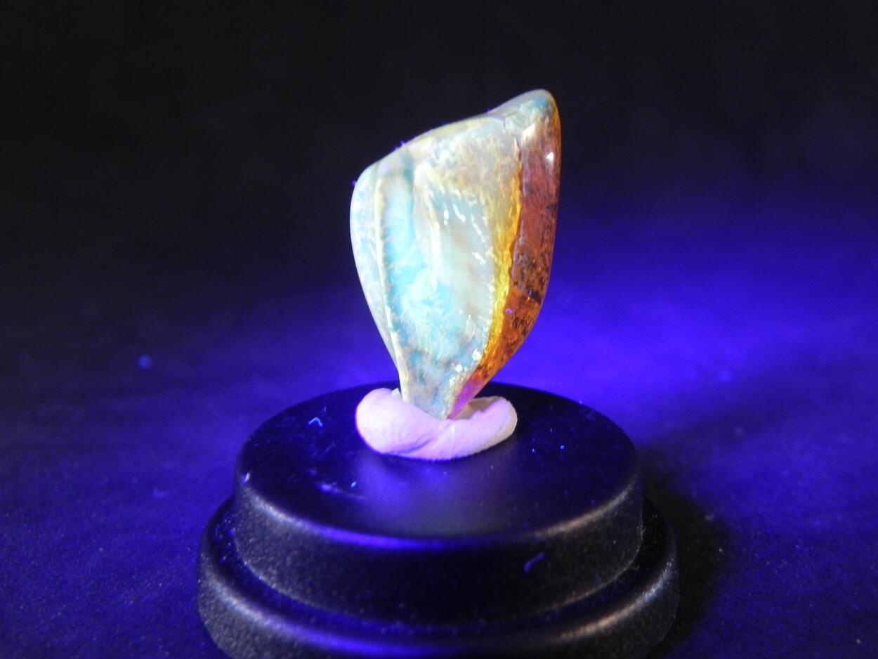 Amber With Inclusions