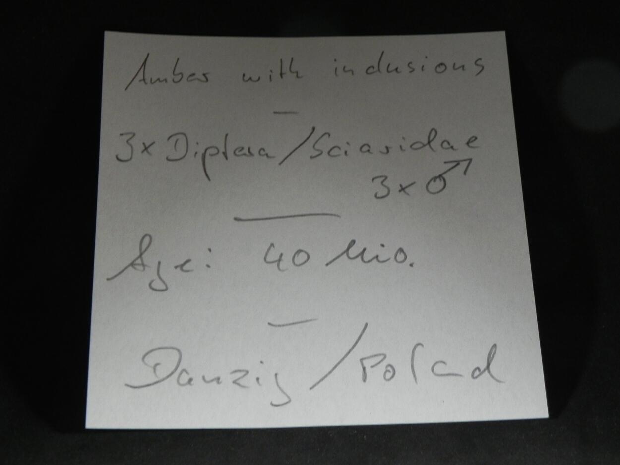 Amber With Inclusions