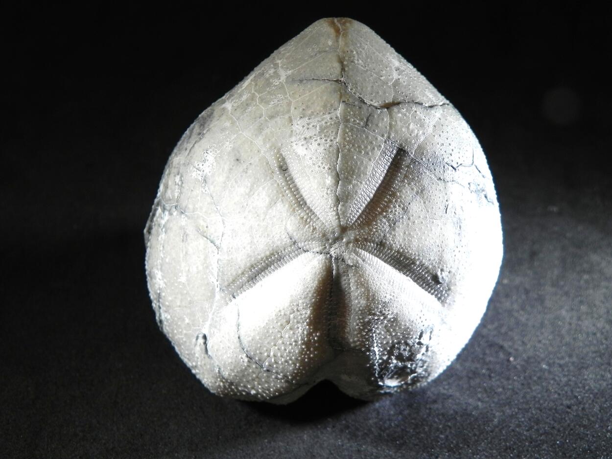 Fossil Sea Urchin