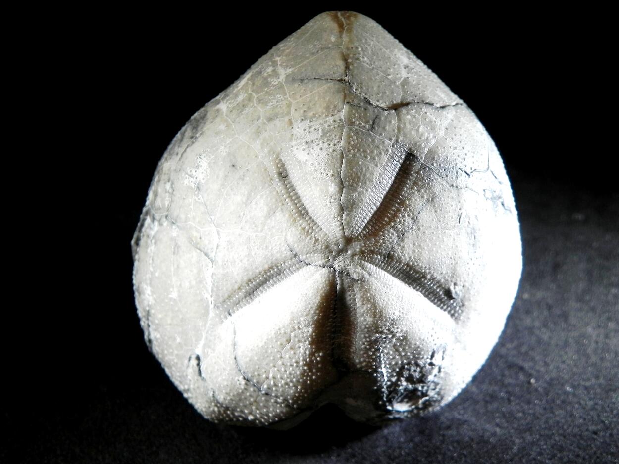 Fossil Sea Urchin