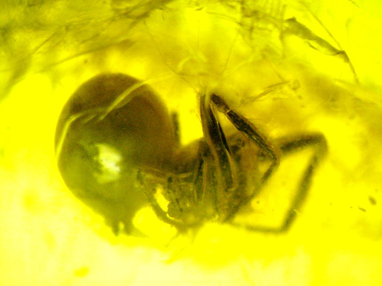 Amber With Inclusions