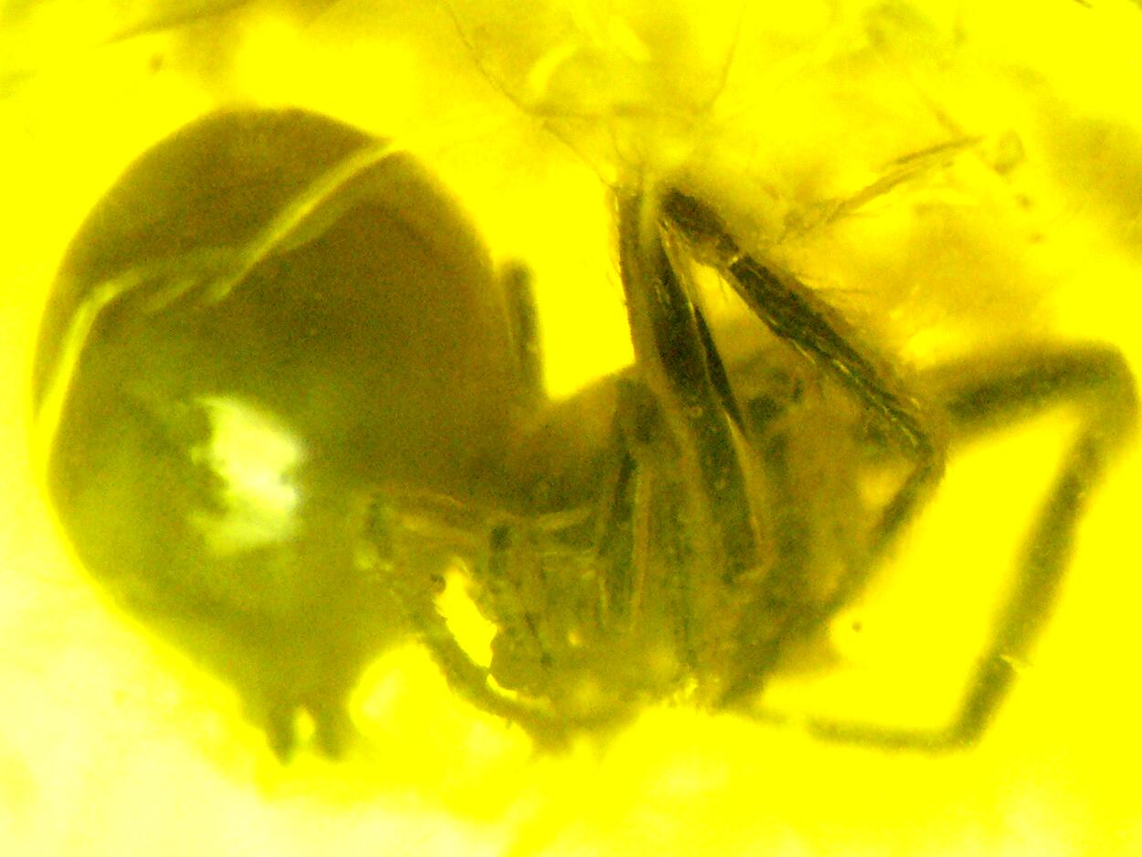 Amber With Inclusions