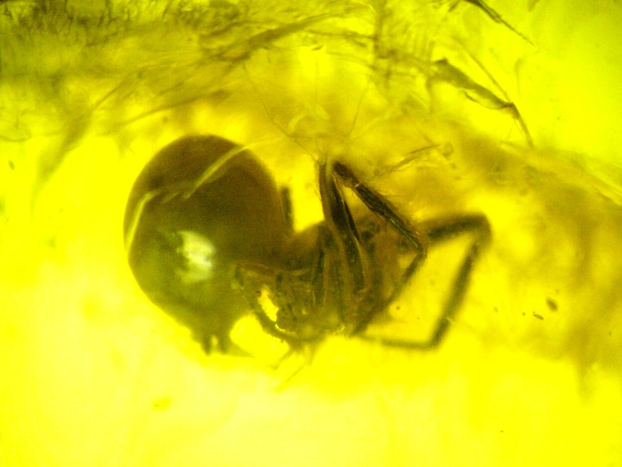 Amber With Inclusions