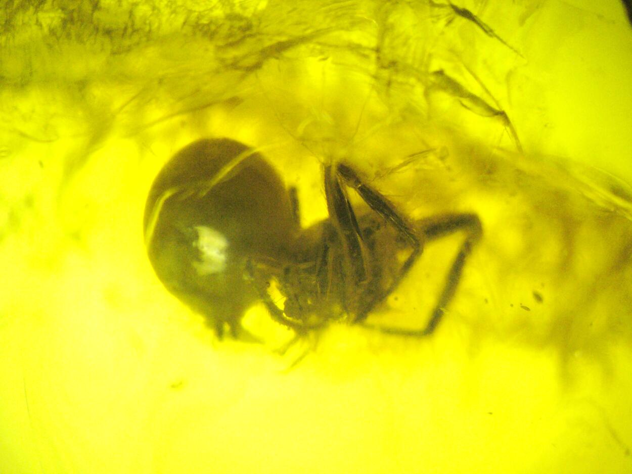 Amber With Inclusions