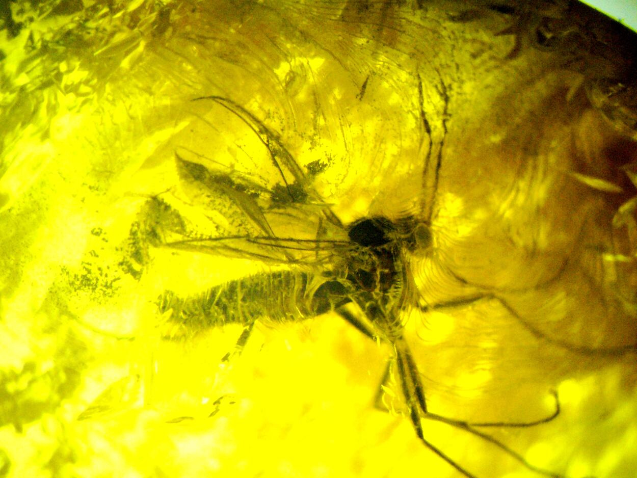 Amber With Inclusions