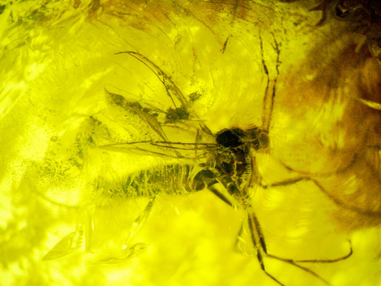 Amber With Inclusions