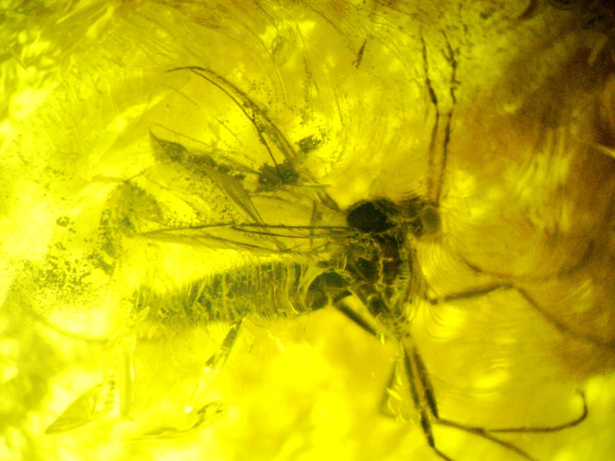 Amber With Inclusions