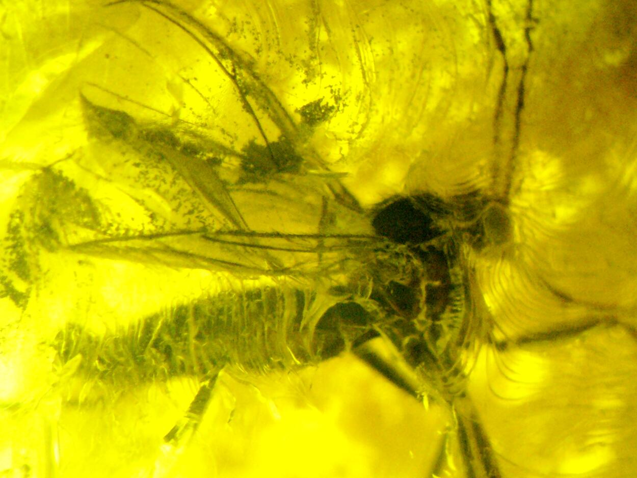 Amber With Inclusions