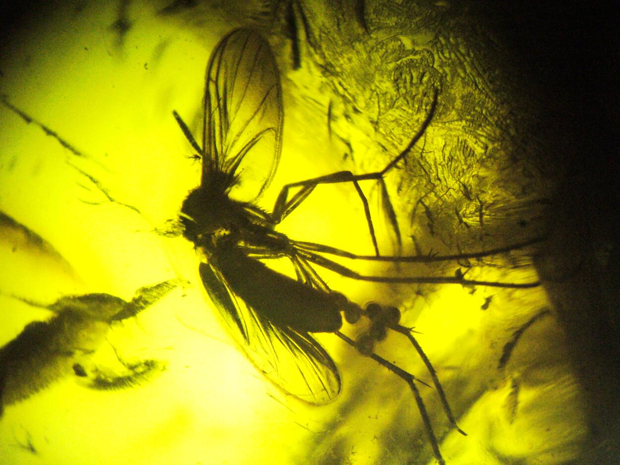 Amber With Inclusions