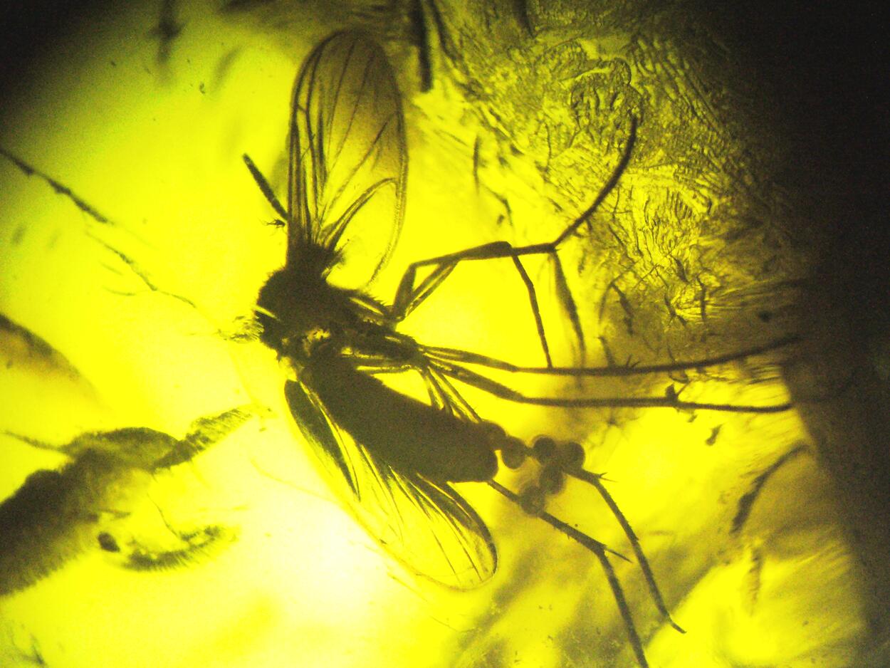 Amber With Inclusions