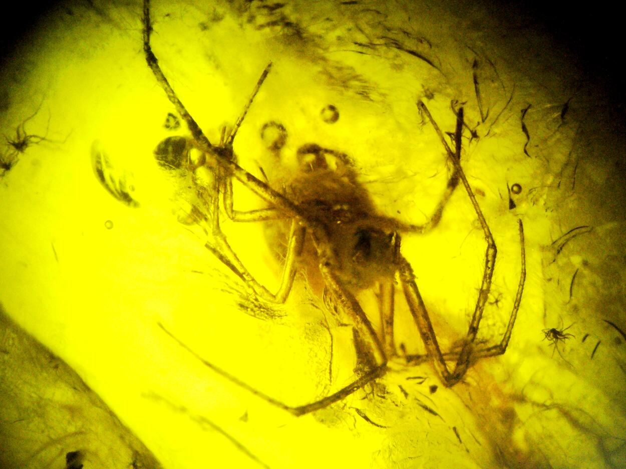 Amber With Inclusions