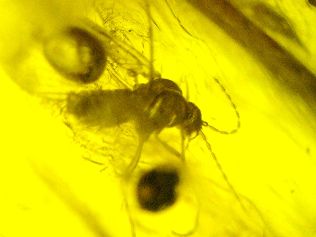 Amber With Inclusions