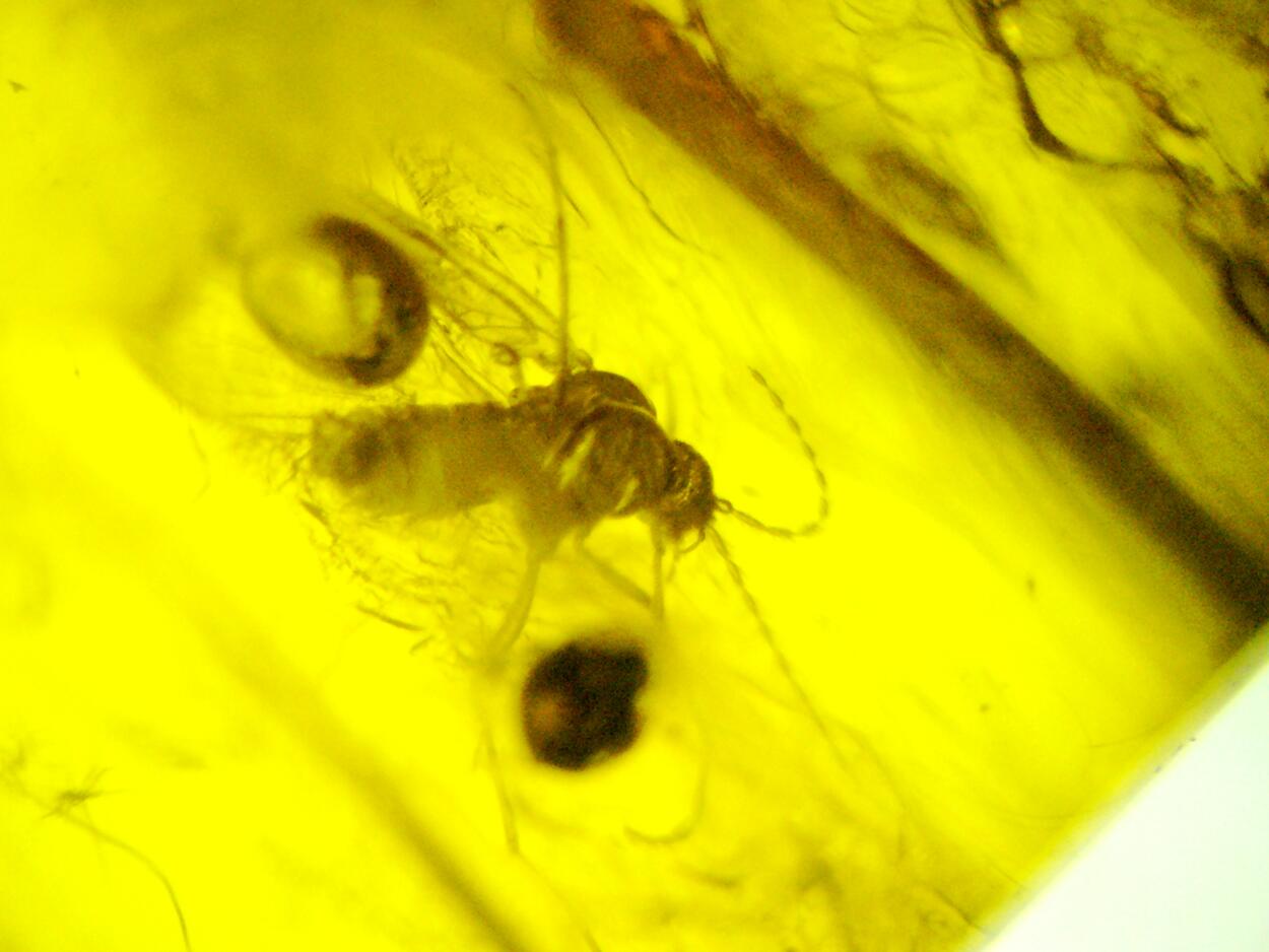 Amber With Inclusions