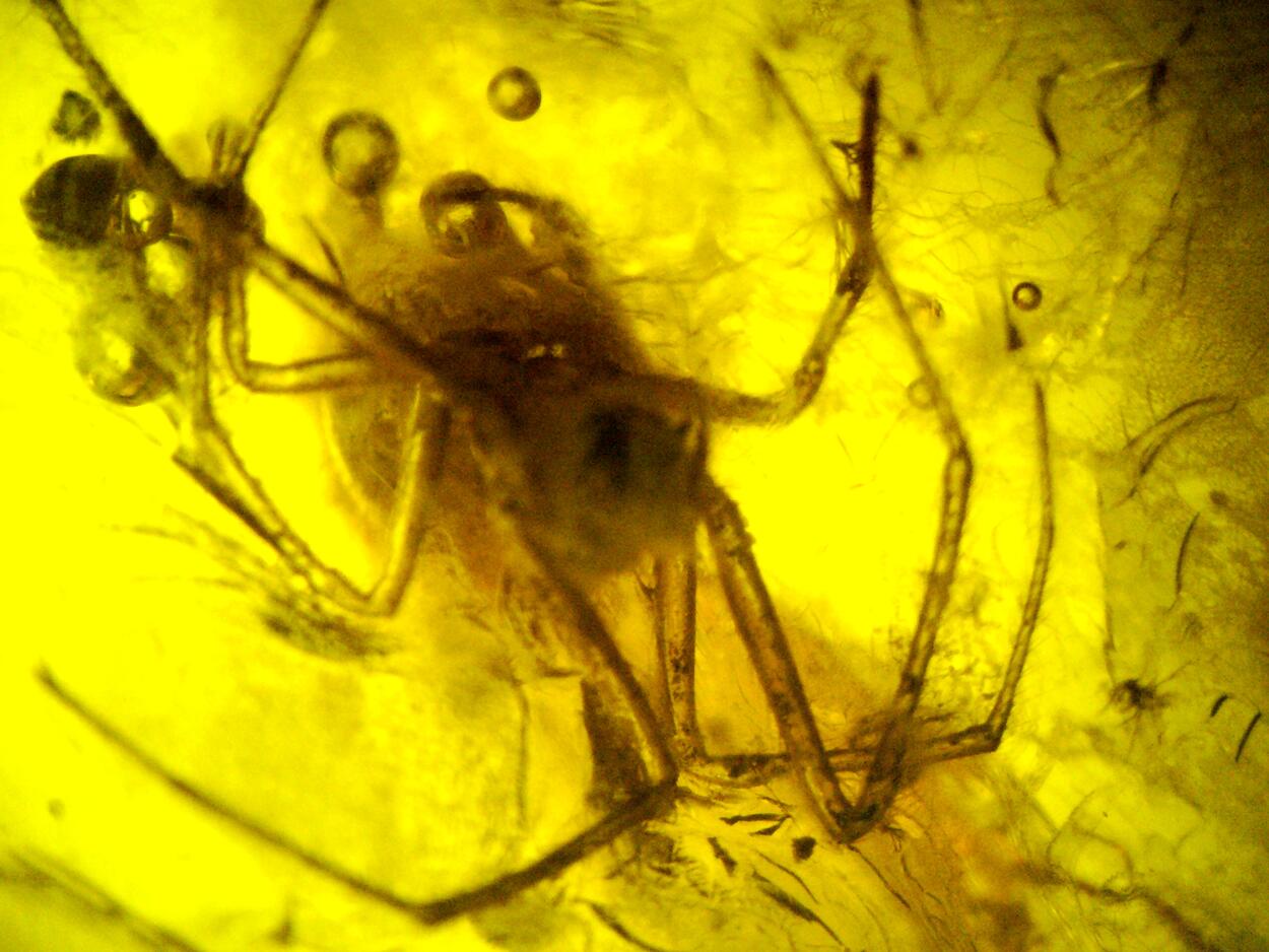 Amber With Inclusions