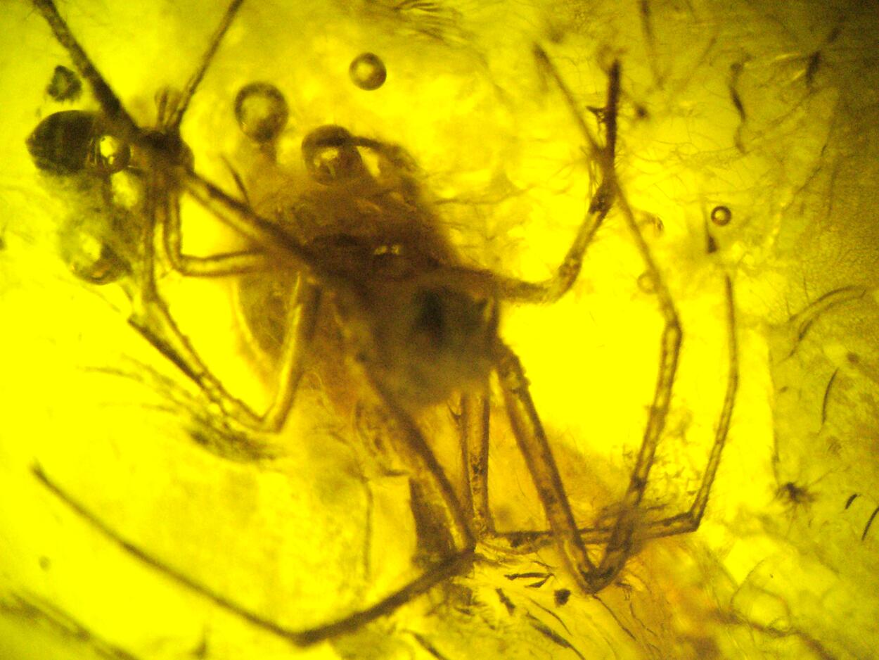 Amber With Inclusions