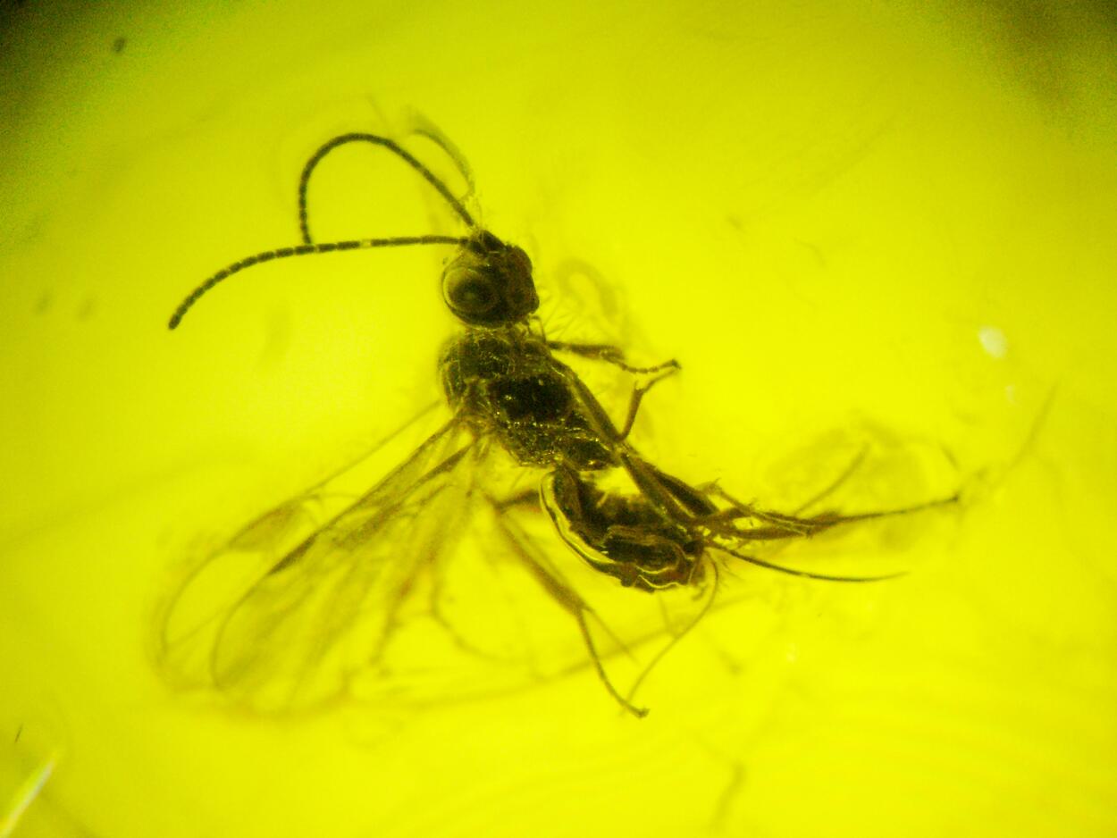 Amber With Inclusions