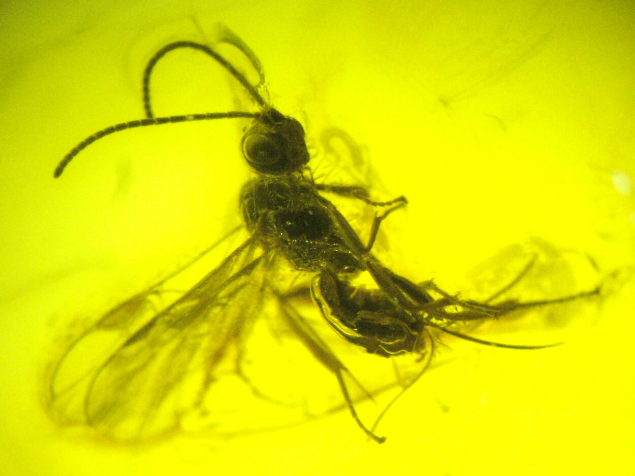 Amber With Inclusions