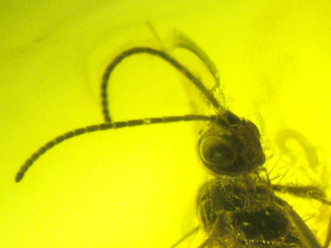 Amber With Inclusions