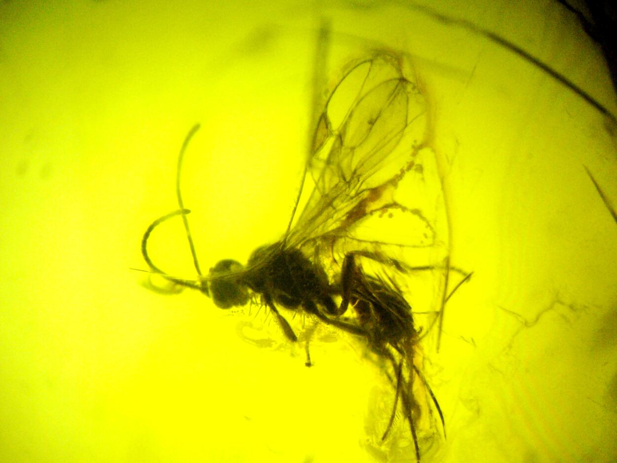 Amber With Inclusions