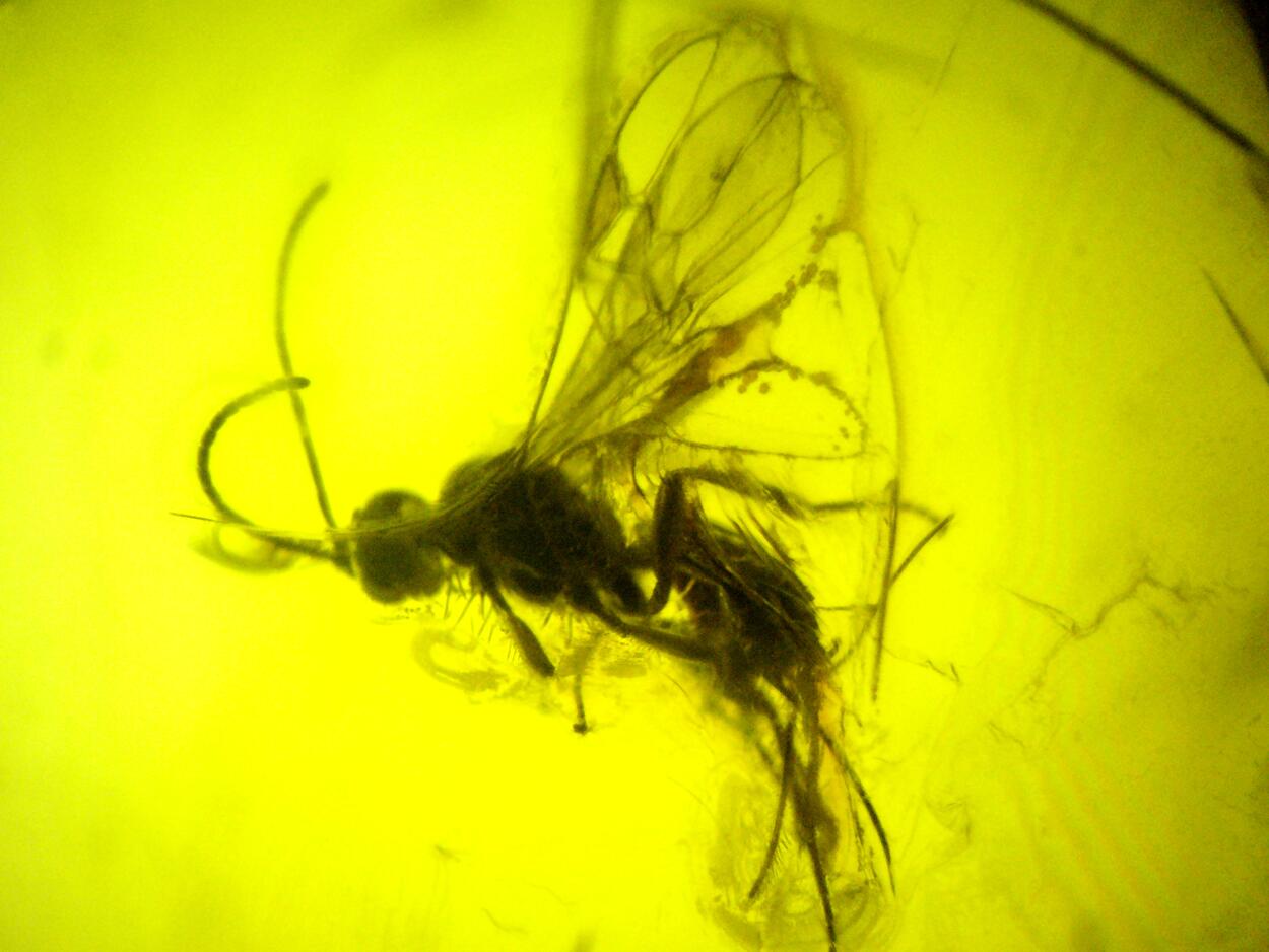 Amber With Inclusions