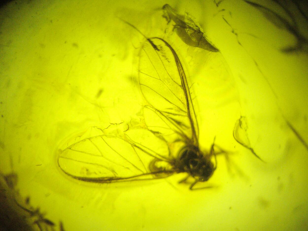 Amber With Inclusions