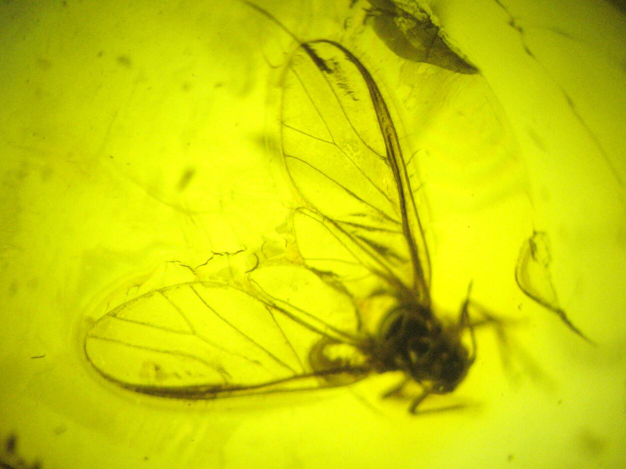 Amber With Inclusions