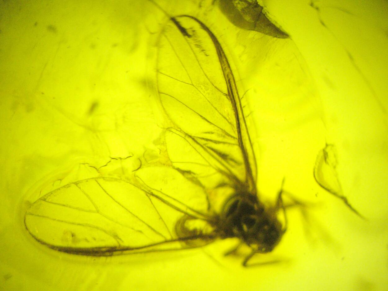 Amber With Inclusions