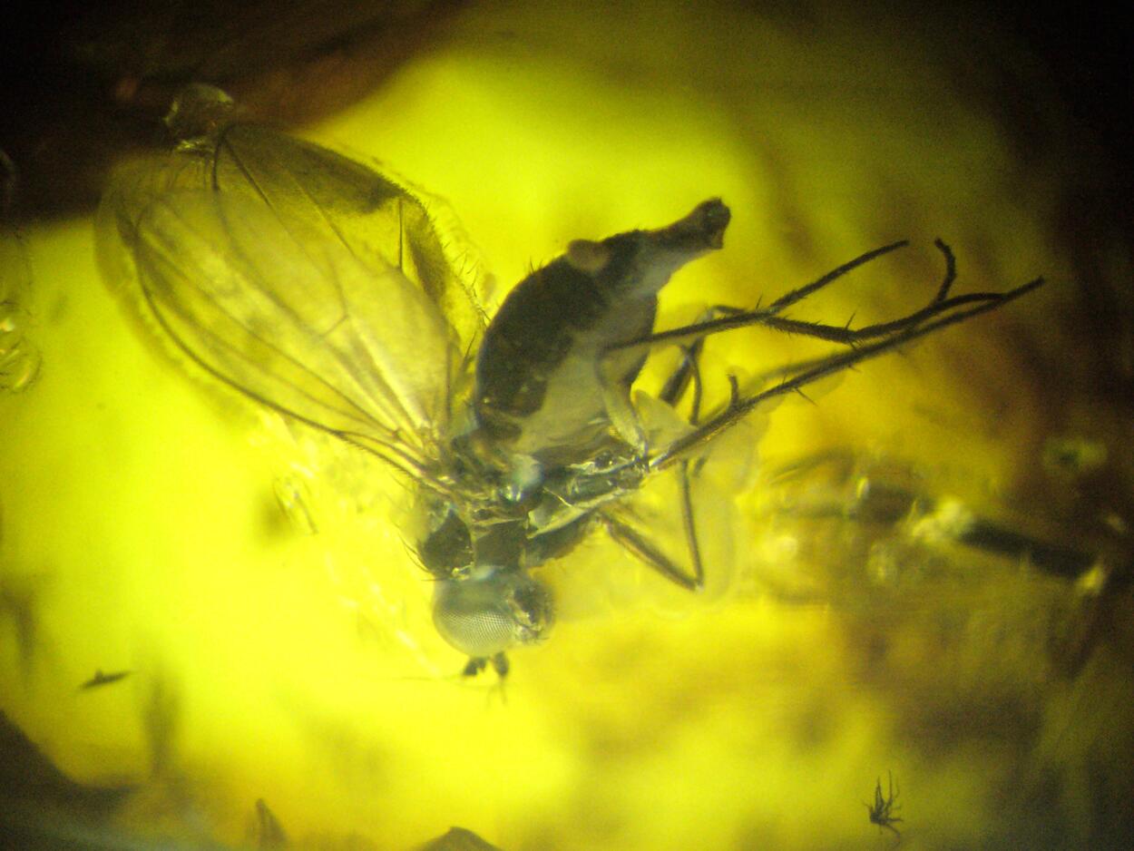 Amber With Inclusions