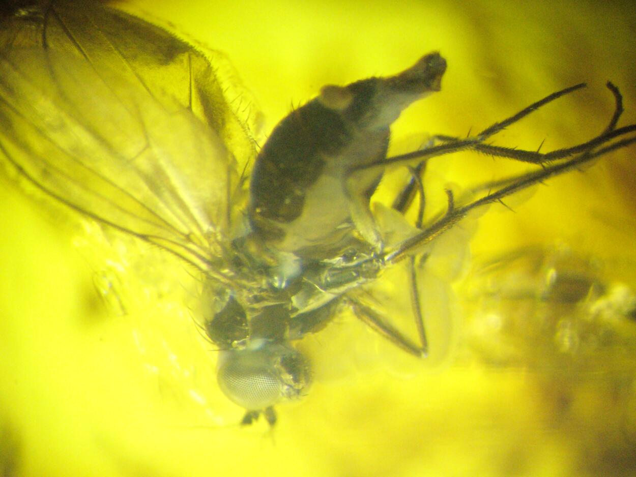 Amber With Inclusions