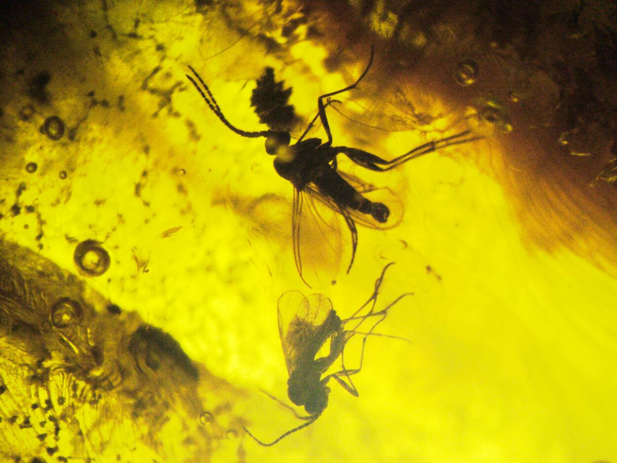 Amber With Inclusions