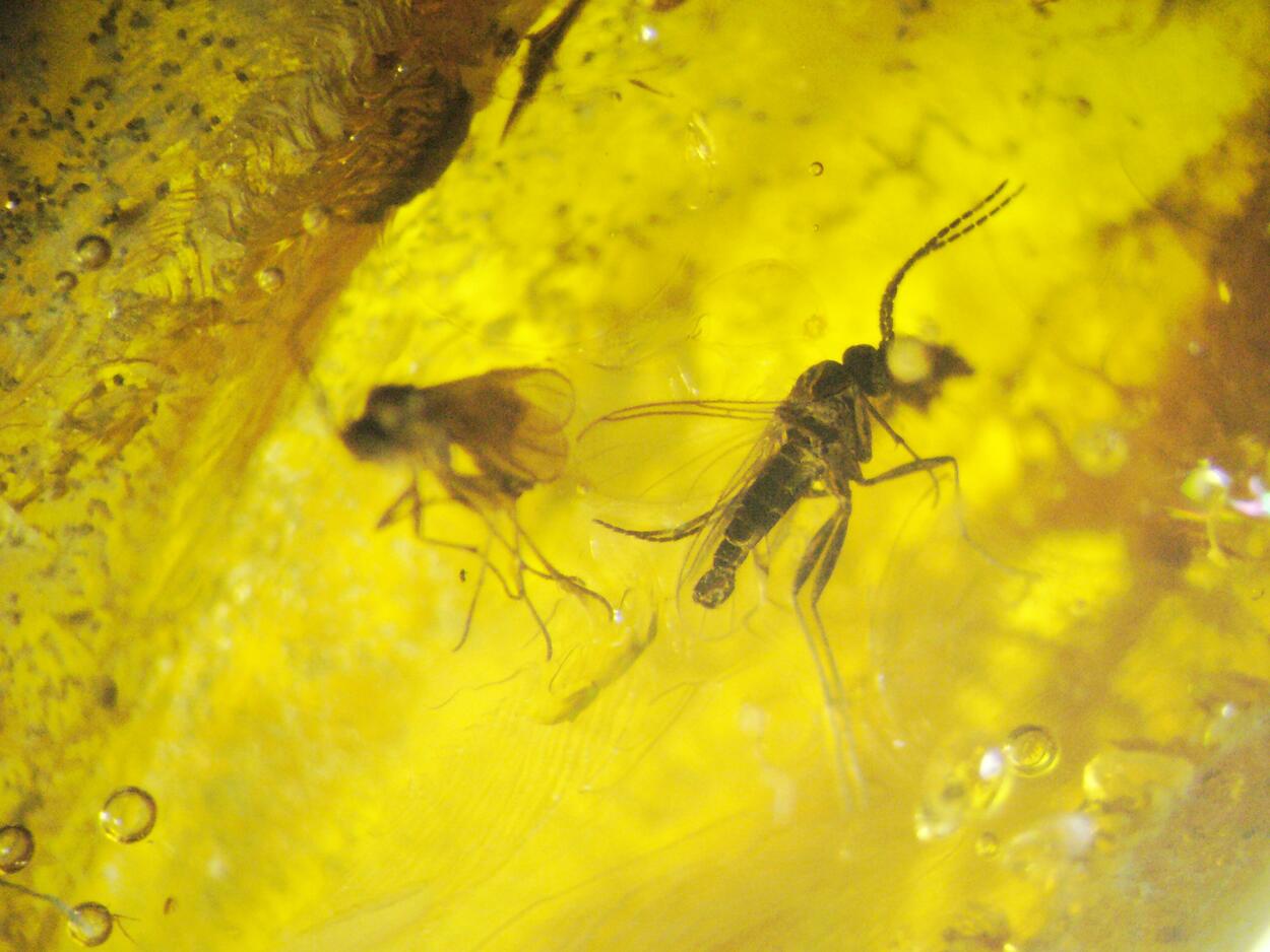 Amber With Inclusions